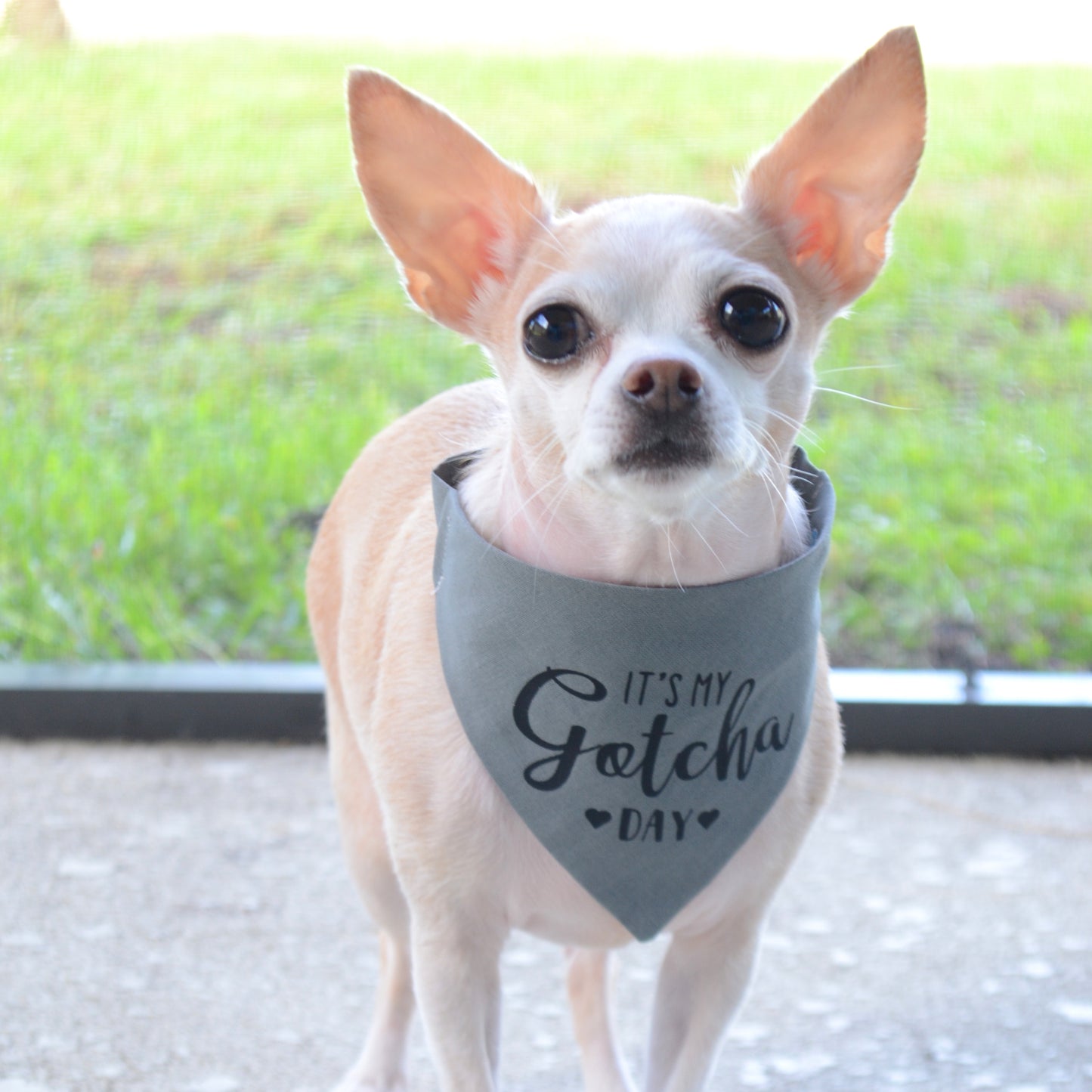 Gotcha Day Bandana