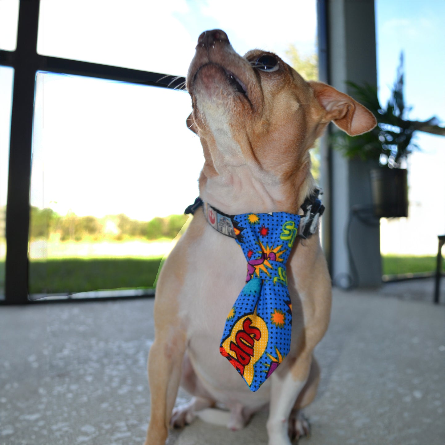 Brown and white chihuahua in a blue bowtie with a superhero comic-inspired design featuring words like WOW, ZOOM, ZAP