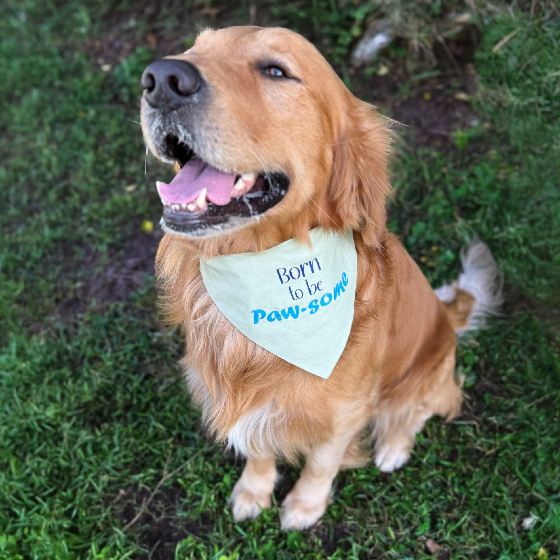 Golden retriever wearing a bandana with text sitting on grass