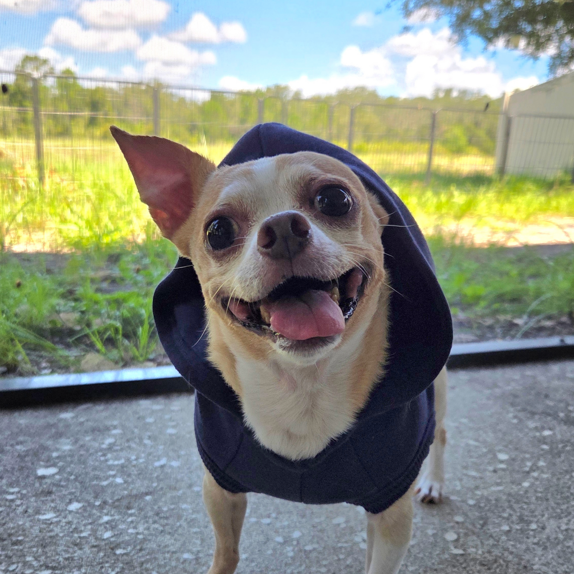 Small dog wearing a navy blue hoodie outdoors on a sunny day