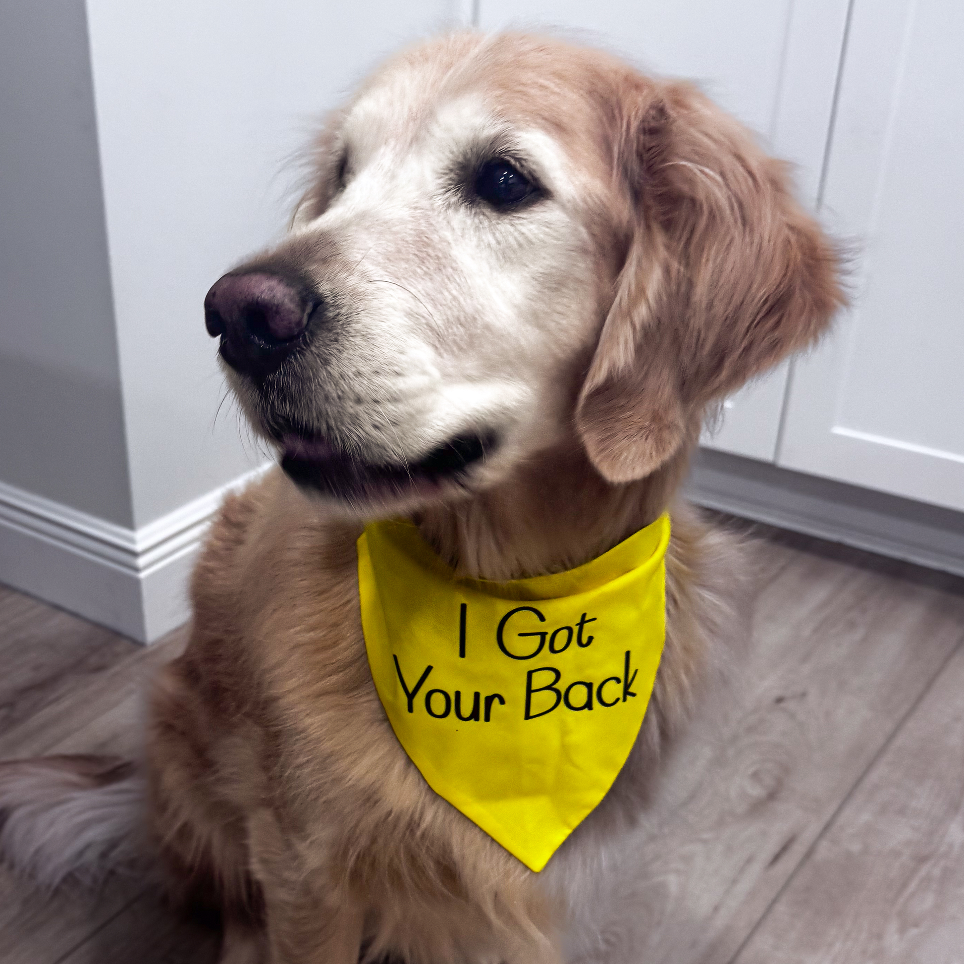 Dog wearing a yellow bandana with 'I Got Your Back' text indoors.