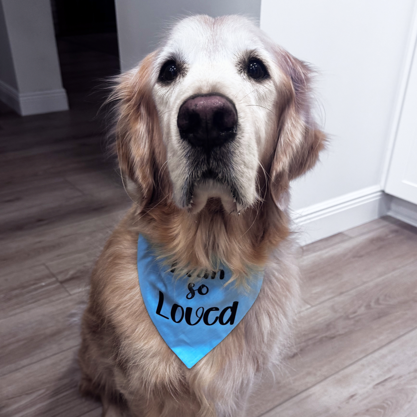 Dog wearing a blue bandana with text that reads I am so Loved sitting on a wooden floor.