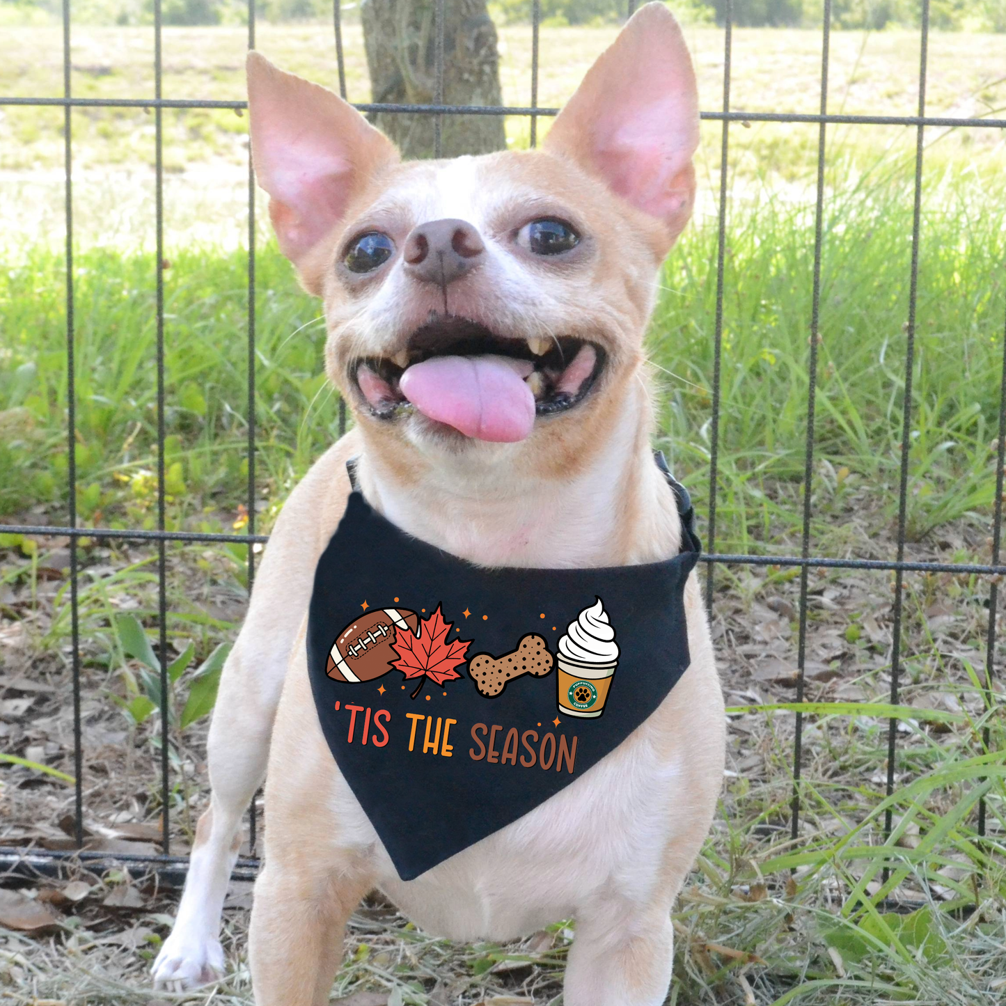 Small dog wearing a black bandana with festive designs and text, sitting outdoors.