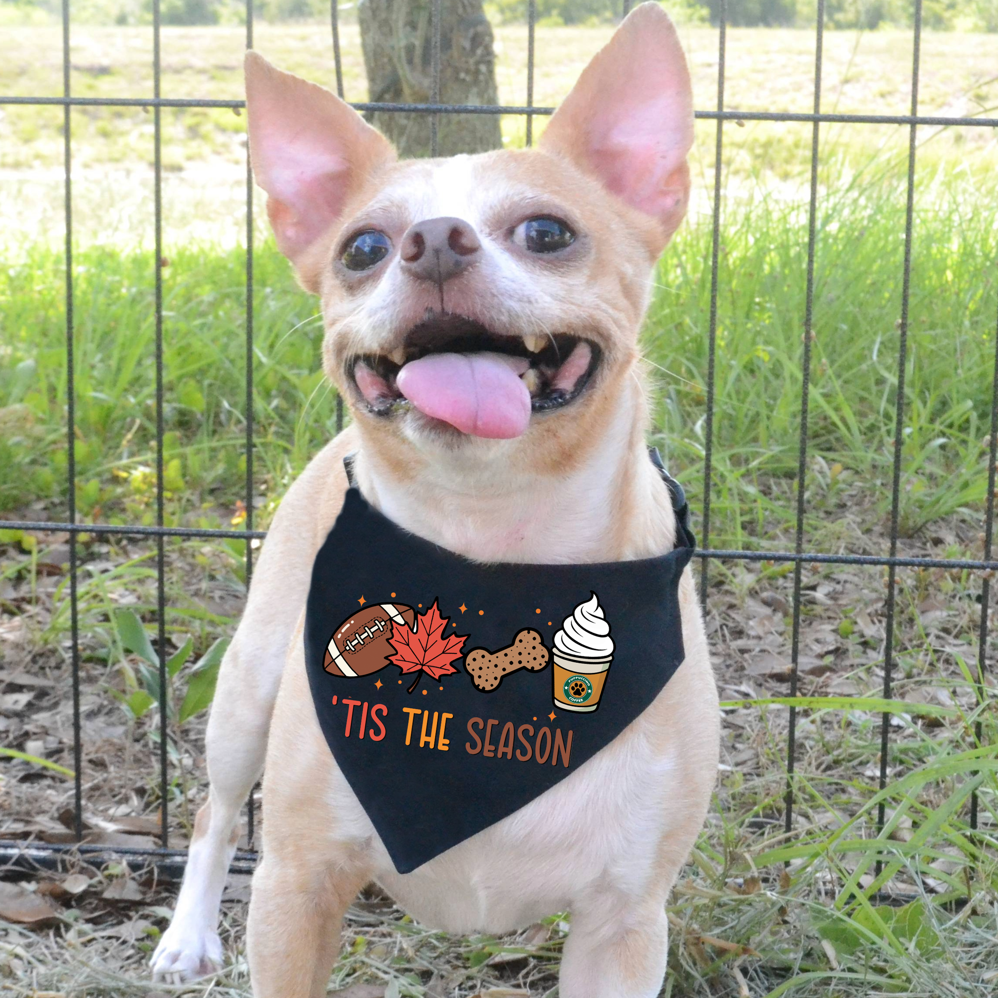 Small dog wearing a black bandana with festive designs and text, sitting outdoors.