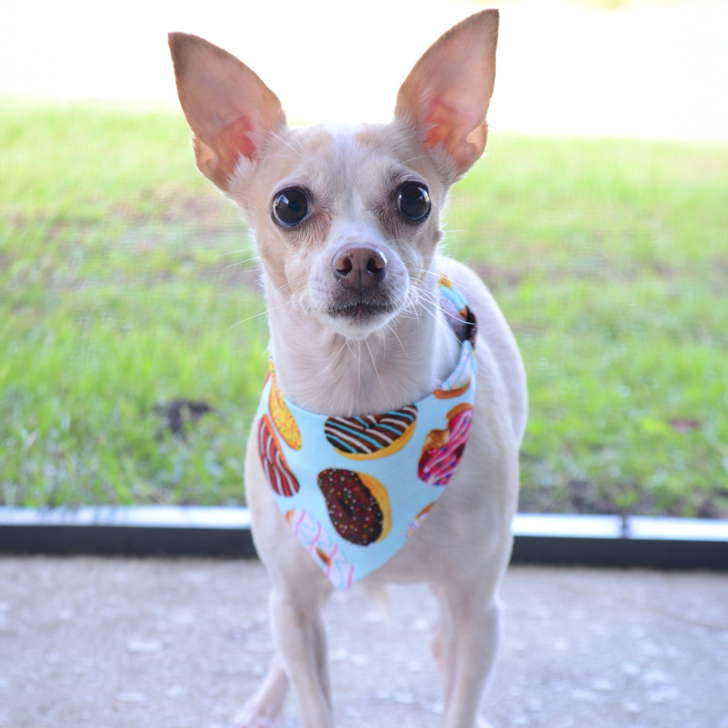 Mystery Bandana